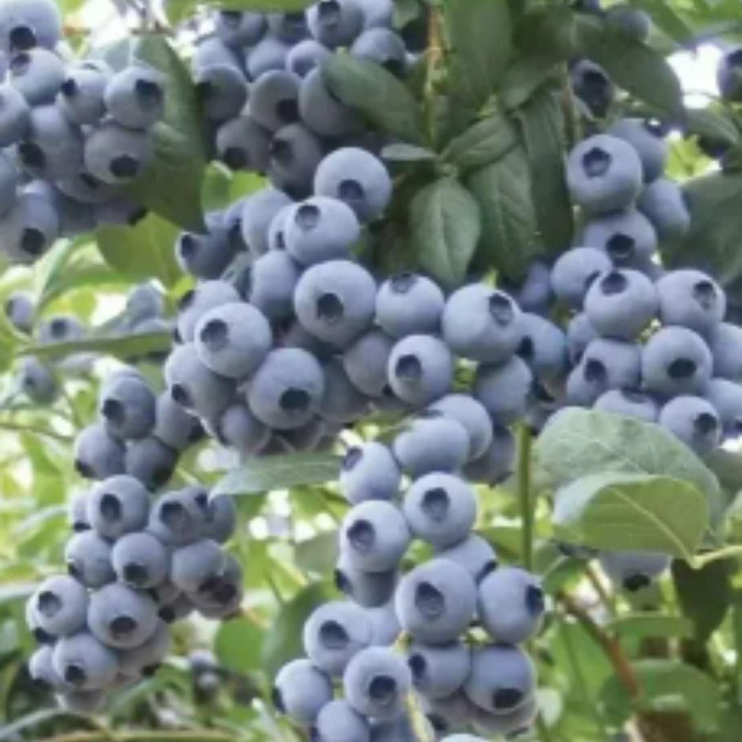 Premium Exotic Giant Blueberry Seeds – Grow Your Own Superfood!