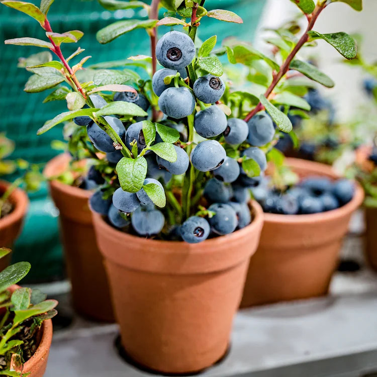 Premium Exotic Giant Blueberry Seeds – Grow Unlimited Blueberries!
