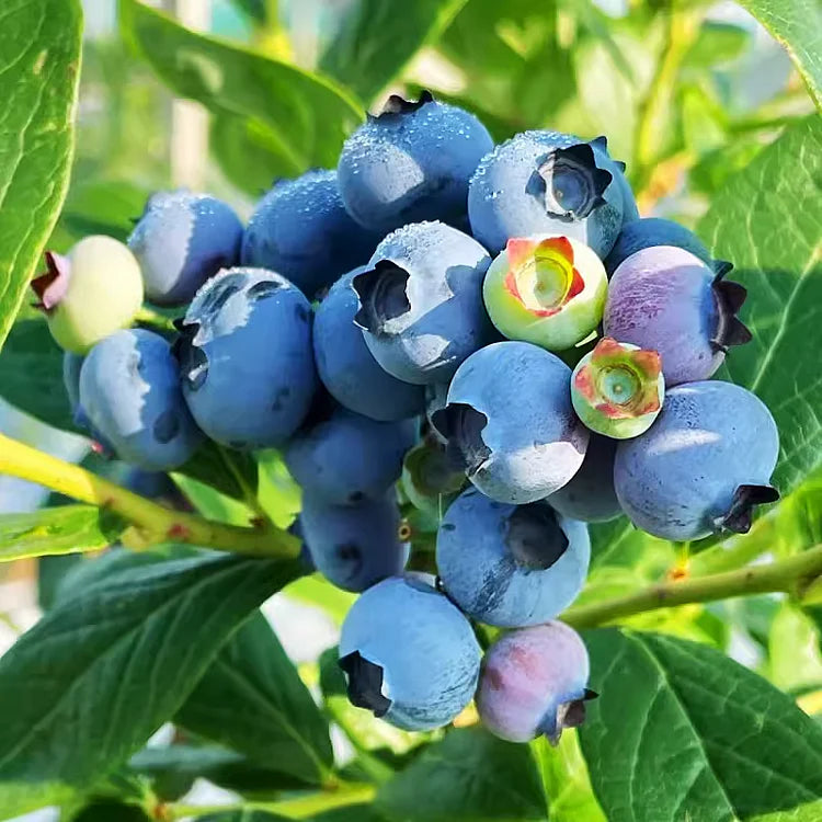 Premium Exotic Giant Blueberry Seeds – Grow Unlimited Blueberries!