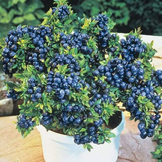 Premium Exotic Giant Blueberry Seeds – Grow Your Own Superfood!