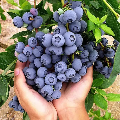 Premium Exotic Giant Blueberry Seeds – Grow Unlimited Blueberries!