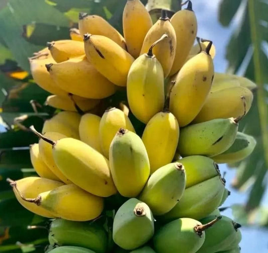 Premium Banana Seeds + FREE Plant Growth Supplement