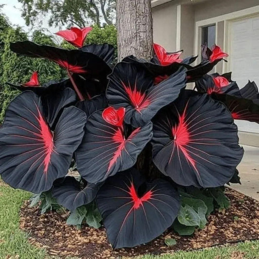 Rare Exotic Black Hosta Seeds | Organic Pot mix FREE