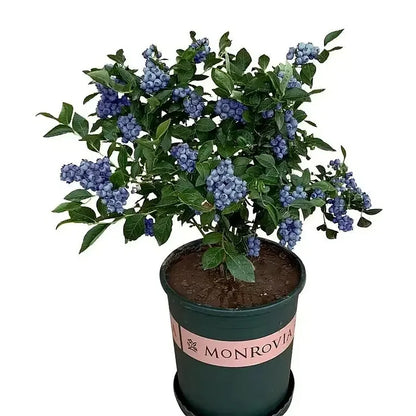 Premium Exotic Giant Blueberry Seeds – Grow Unlimited Blueberries!