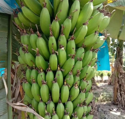 Premium Banana Seeds + FREE Plant Growth Supplement