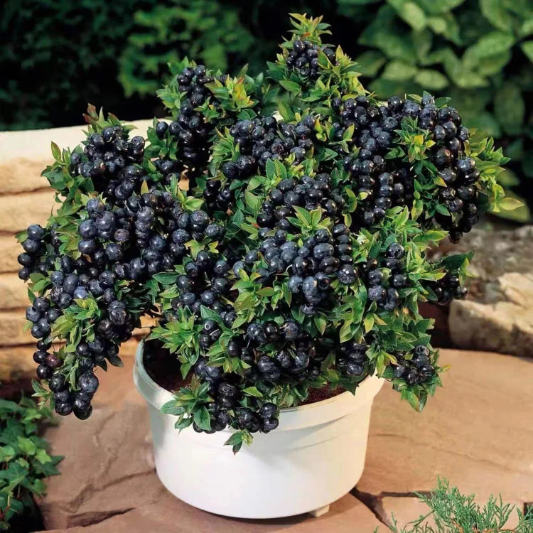 Premium Exotic Giant Blueberry Seeds – Grow Unlimited Blueberries!